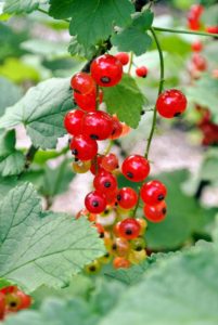 Red currants can range from deep red to pink to almost yellow in color.