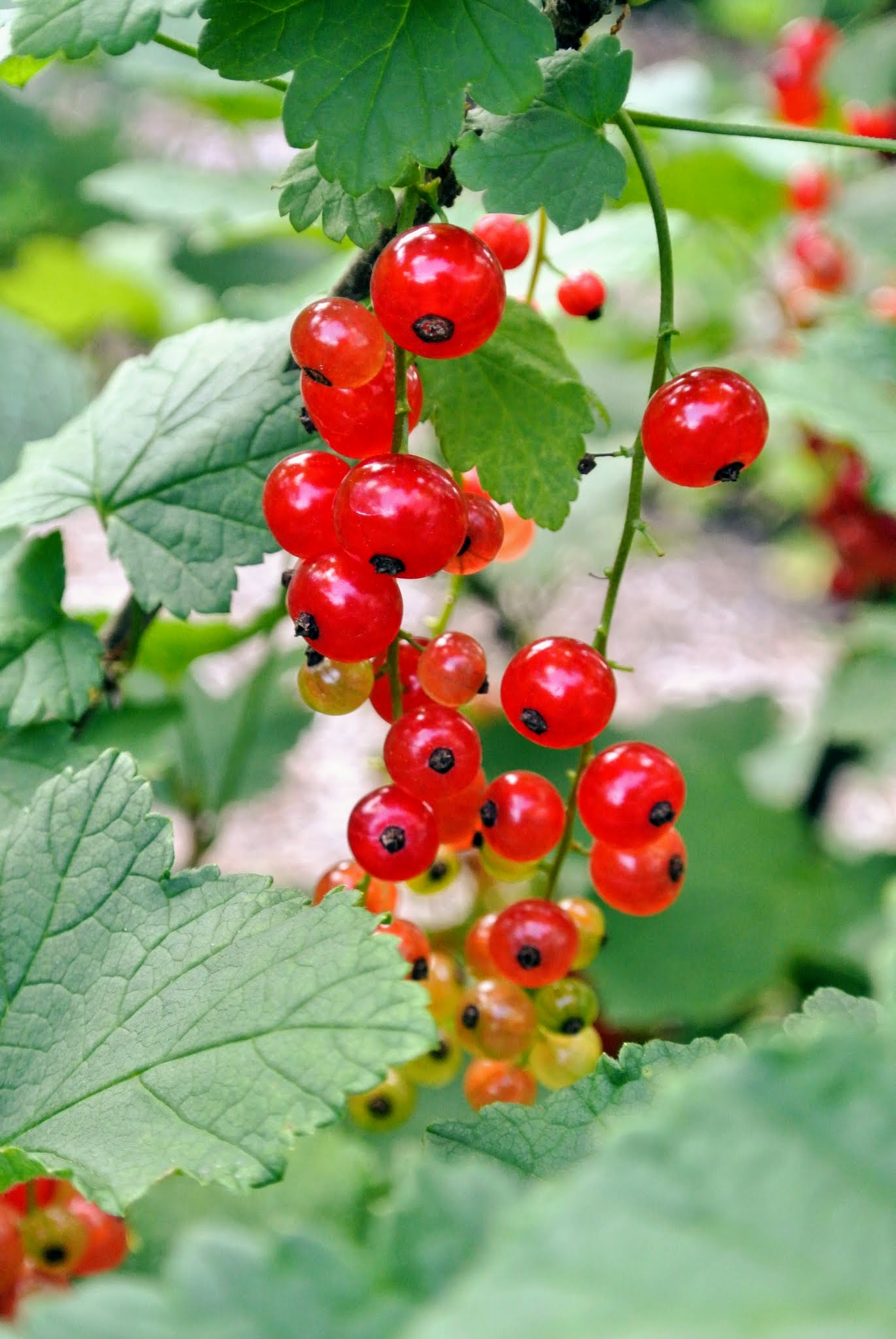 Red berries in summer - red currant bushes, raspberries, blackcurrant