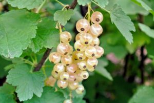 Fully set five-inch, delicate stems called strigs become pendulous chains of small berries. Berries of white, pink, and red currants are translucent, while black currants are matte purple-brown.