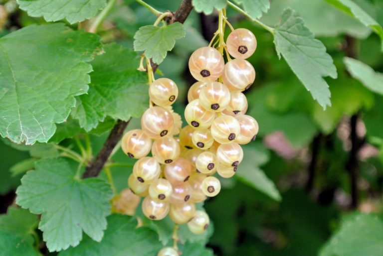 Picking Currants The Martha Stewart Blog 