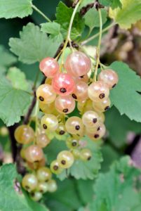 White currants, 'Blanka', are a sub-cultivar of the red currant. White currant berries are translucent with warm white tones and a slight pink blush color.
