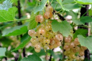 White currant berries are slightly smaller than their red counterparts.