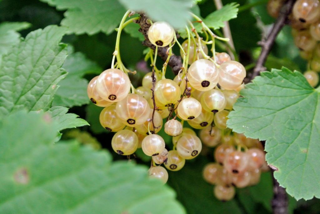 Picking Currants - The Martha Stewart Blog