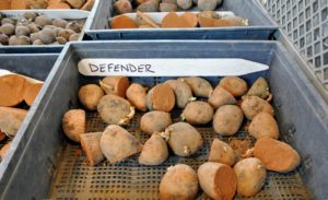 Ryan make sure every potato is coated. Defender potatoes are late season potatoes suitable for frying and excellent as a fresh market baker.