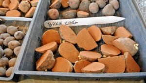 This Bake King variety produces oblong shaped potatoes with thick, white skin and floury white flesh. As the name suggests, it's a great baking potato.