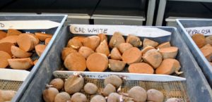 Cal White is a long white fleshed potato with brilliant white skin. It makes a delicious baked potato.