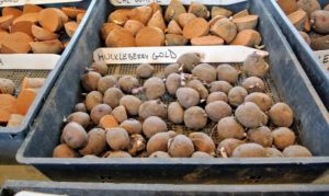 Huckleberry Gold is perfect for anyone who likes purple skins with golden yellow flesh. These potatoes are medium-sized, round to oval tubers - excellent for baking, boiling or frying.
