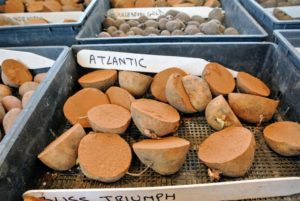 These uniformly medium-sized oval Atlantic tubers have white, lightly netted skin and white flesh. They can grow quite large and are resistant to late blight and scab.