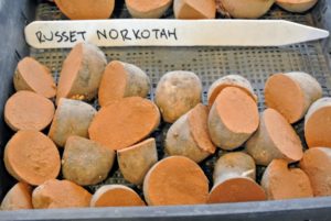 These tubers with smooth, red-brown skin, shallow eyes and white flesh, out-produce most commercial fresh market russets. It's excellent for baking, frying or boiling.