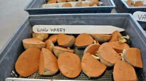 King Harry is an early season potato with white flesh and a moist, waxy texture. This is a good storage potato. The "Harry" leaves repel bugs, such as Colorado Potato Beetles, Flea Beetles, and Potato Leaf Hoppers.