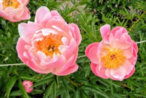 Peony blooms range from simple blossoms to complex clusters. Peony flower shapes are one of four major groups: single, semi-double, Japanese, and double.