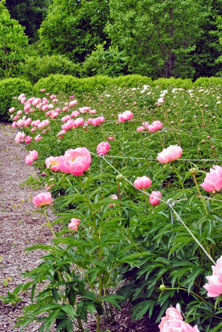 My Herbaceous Peony Garden - The Martha Stewart Blog