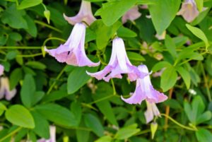 This is clematis viticella 'Betty Corning', which has slightly fragrant, bell-shaped flowers that bloom from summer to fall.