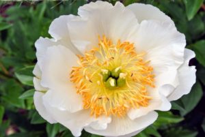 The single form includes flowers with one or maybe two rows of petals that surround the stamens and anthers in the center. 'Praire Moon' is a soft creamy blossom with golden stamens. The blooms can reach about six to seven inches in diameter and have a light floral scent.