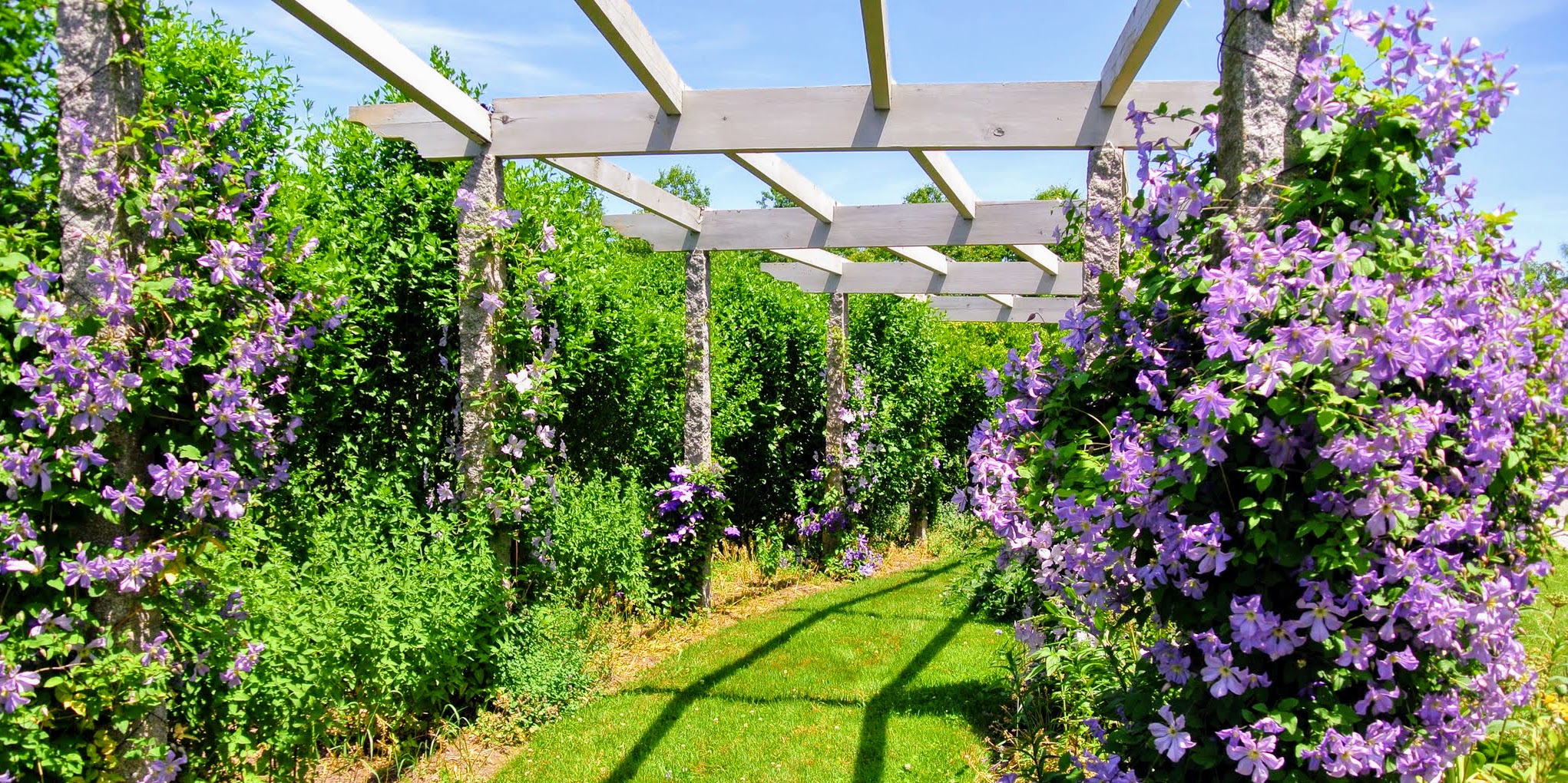 Clematis are a great choice for people who have a shaded garden and want a very low-maintenance plant.