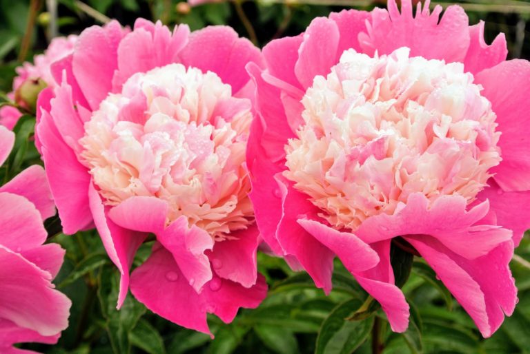 My Herbaceous Peony Garden - The Martha Stewart Blog