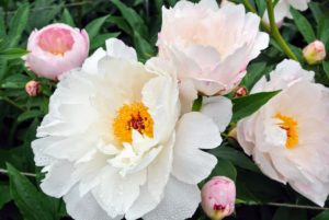 The peony is a perennial flower. The majority of peonies are hybrids, and classified as herbaceous, or as deciduous tree peonies. The peony is showy, frilly, and incredibly fragrant, with thick, large green leaves and tuberous root systems.