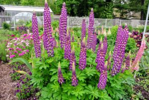 It’s always great to see the tall spikes in the garden. Lupines come in lovely shades of pink, purple, red, white, yellow, and even red. Lupines also make great companion plants, increasing the soil nitrogen for vegetables and other plants nearby.