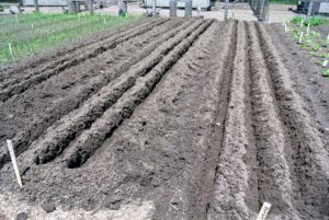 Meanwhile, Wilmer dug shallow trenches for the potatoes. Adding organic matter is a good way to amend the soil before planting, but don't use sources too high in nitrogen, as too much can encourage the growth of lush foliage at the expense of tuber development.