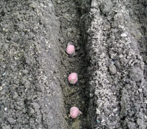 The seed potato pieces are placed in the trench with eyes faced up. When selecting seed potatoes, avoid planting those from supermarkets in case they were treated by sprout inhibitors. Potatoes can be planted in cooler soils at least 40-degrees Fahrenheit. They do best as rotation crops, and should be placed away from where potatoes, tomatoes or peppers were grown in the last two years.