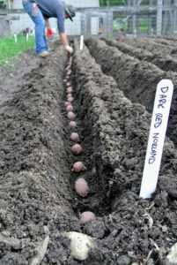 Trenches should also be at least two to three feet apart to give the potato plants ample room to develop.