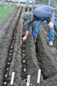 When planting a group of potatoes, be sure they are spaced at least eight to 12-inches apart. Wilmer adjusts the spacing, so they are all perfectly aligned.