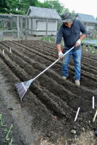 Next, Wilmer replaces the soil in the trench, fully covering the potatoes at least four-inches. Potatoes do best in well-drained, loose soil, and consistent moisture.