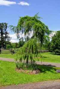 There is also a weeping larch, Larix decidua 'Pendula'. It has bright green needles in spring, which turn gold before dropping in fall.