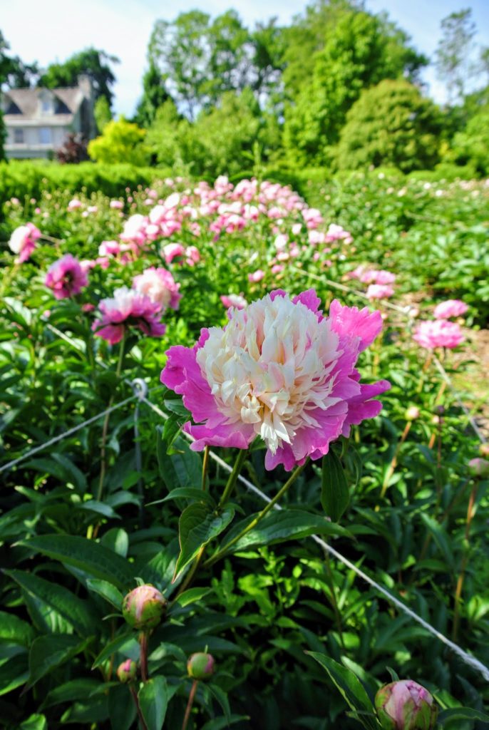 My Herbaceous Peony Garden The Martha Stewart Blog