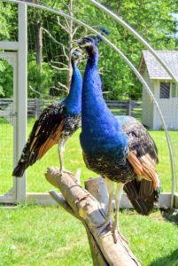 Here are the younger peafowl that I incubated and hatched right here at the farm - they're growing quite large and colorful. Remember, technically only the males are peacocks. The females are peahens, and both are peafowl. Babies are peachicks. A family of peafowl is called a bevy.