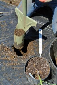 A regular garden shovel or trowel can also work for making the holes, but using this bulb planter helps to do a lot of holes more quickly.