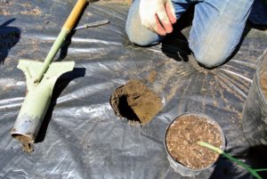 The depth of the hole depends on the tomato plants being transplanted. Measure the height of the seedling from bottom of the root ball to just under the bottom set of leaves remaining on the plant.