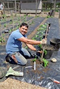Everything looks great, Wilmer - keep planting our tomatoes. Very soon, we will have many, many delicious tomatoes to enjoy.