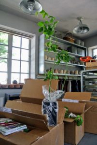 Northland Rosarium ships their specimens when they are leafed out. They come carefully packaged with their pots securely wrapped to keep in the moisture.