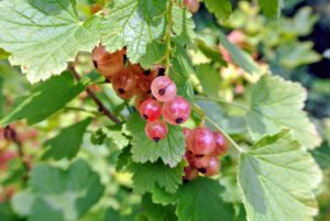 Although they may be eaten ripe off the shrub, pink currants are more often harvested for use in jams, jellies, and pies.