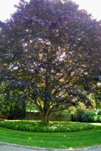 This purple beech tree was definitely not this large when I planted it. It was a gift to my husband, Andy, for his 40th birthday. It looks so majestic now.