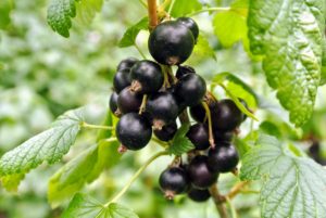 Black currants are also used in various alcoholic mixtures, such as the French liqueur, creme de cassis.