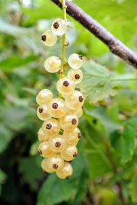 These white currants add flavor and texture to sauces, liquors, jams, jellies and syrups. The best way to freeze currants and many berries is to place them in the freezer on metal trays. and then move them to freezer bags or containers and then back into the freezer.