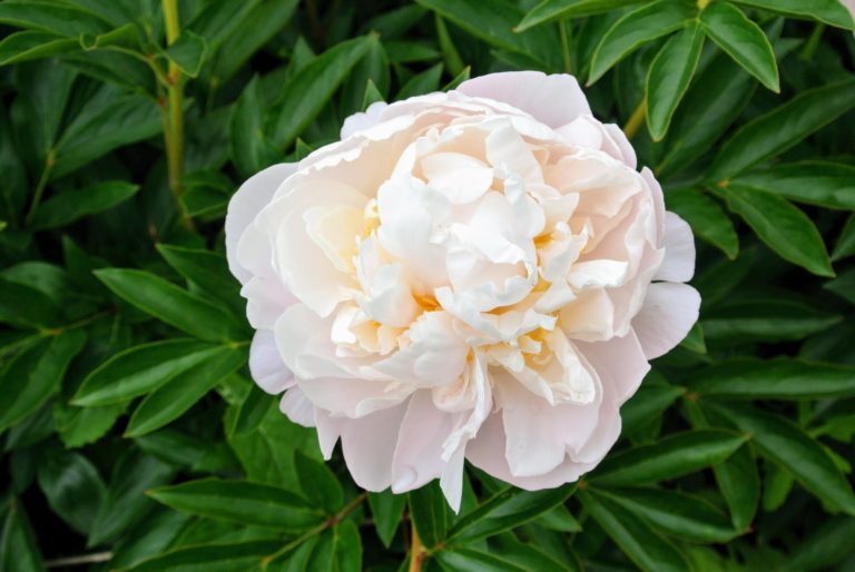 My Herbaceous Peony Garden - The Martha Stewart Blog