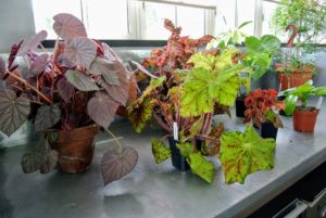 All the plants are so gorgeous - mostly begonias, a citrus plant, and a couple other rare specimens.