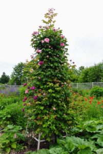 They are also growing wonderfully on my tower trellises - if you recall, these older roses were transplanted from my home in East Hampton, New York - they continue to do so well.