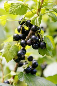 Black currant, Ribes nigrum, is a woody shrub grown for its piquant berries. You can't miss them in the garden- they are very aromatic.