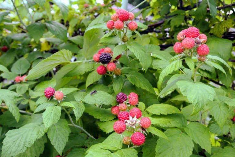 Picking Raspberries at My Farm - The Martha Stewart Blog