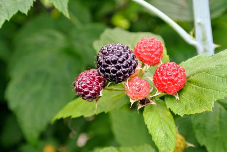 Picking Raspberries at My Farm - The Martha Stewart Blog