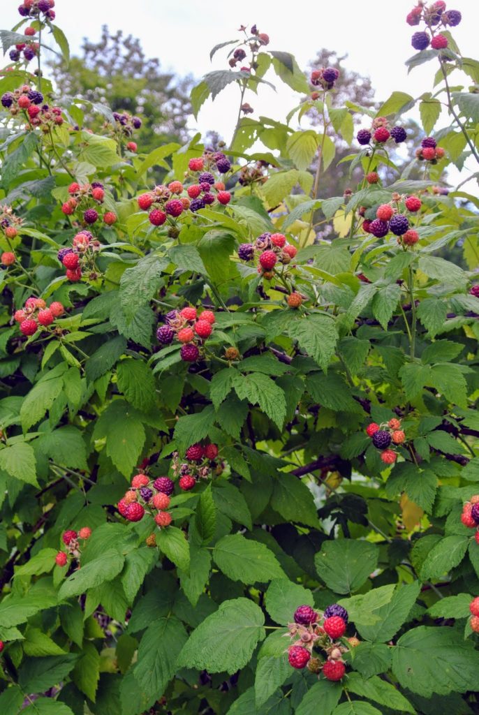 Picking Raspberries at My Farm - The Martha Stewart Blog