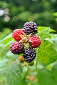 Ripe raspberries are rich in color, whether they are red, golden or black. The entire berry should be consistently colored also, and full in shape before picking.