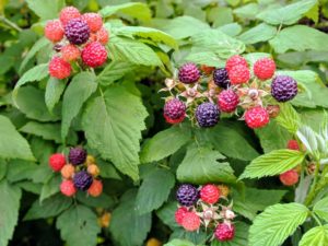 Raspberries need full sun for the best berry production. They should be planted in rich, slightly acidic, well-drained soil that has been generously supplemented with compost and well rotted manure. I am very fortunate to have such excellent soil here at the farm.