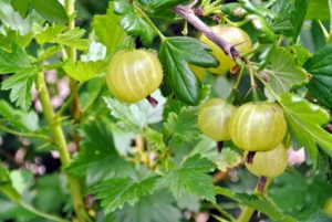 And, discard any gooseberries you see on the ground as they are likely overripe.