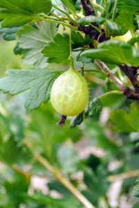 'Invicta' gooseberries are larger, sweet, greenish-yellow berries that are delicious for fresh eating, and for making pies and preserves. They are also great for freezing and using later.