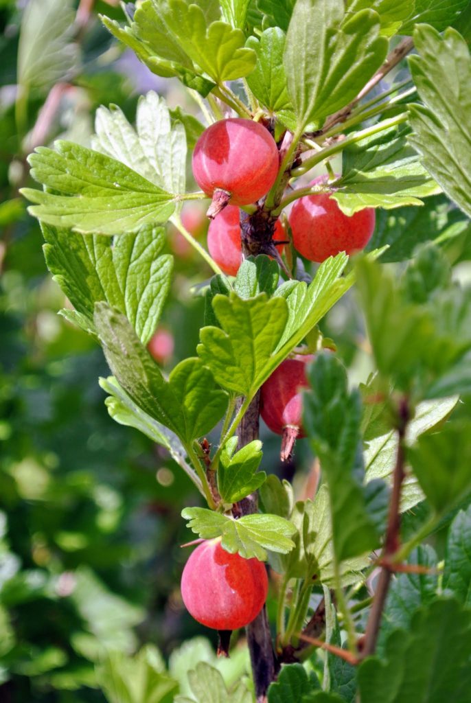 Harvesting Gooseberries at My Farm - The Martha Stewart Blog